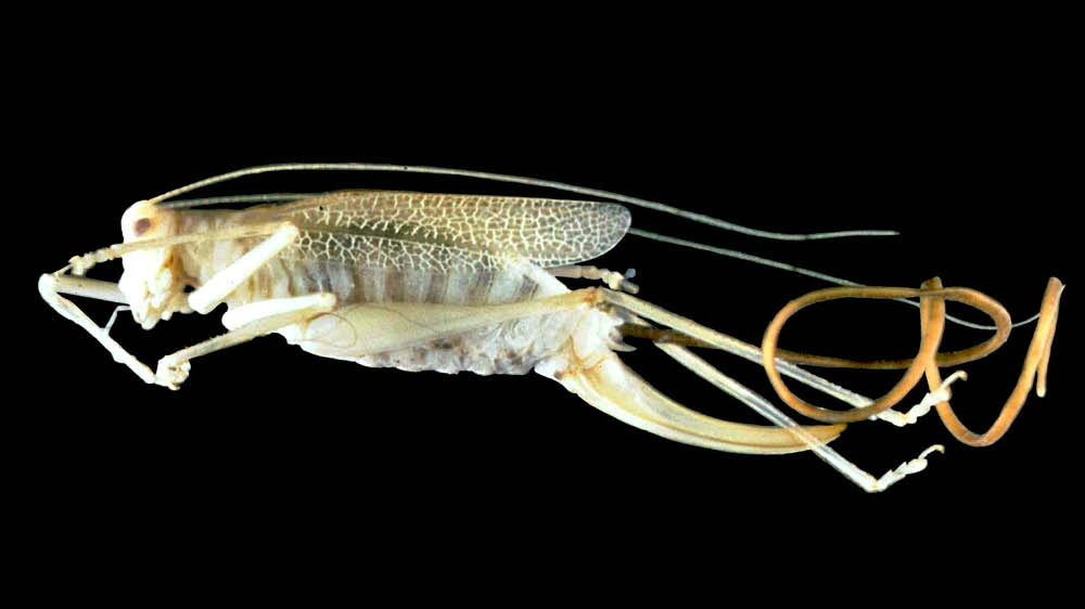 Bildet kan inneholde: insekt